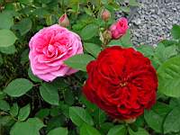 L.D.braiithwaite_rouge-gertrude jekyll_rose.JPG